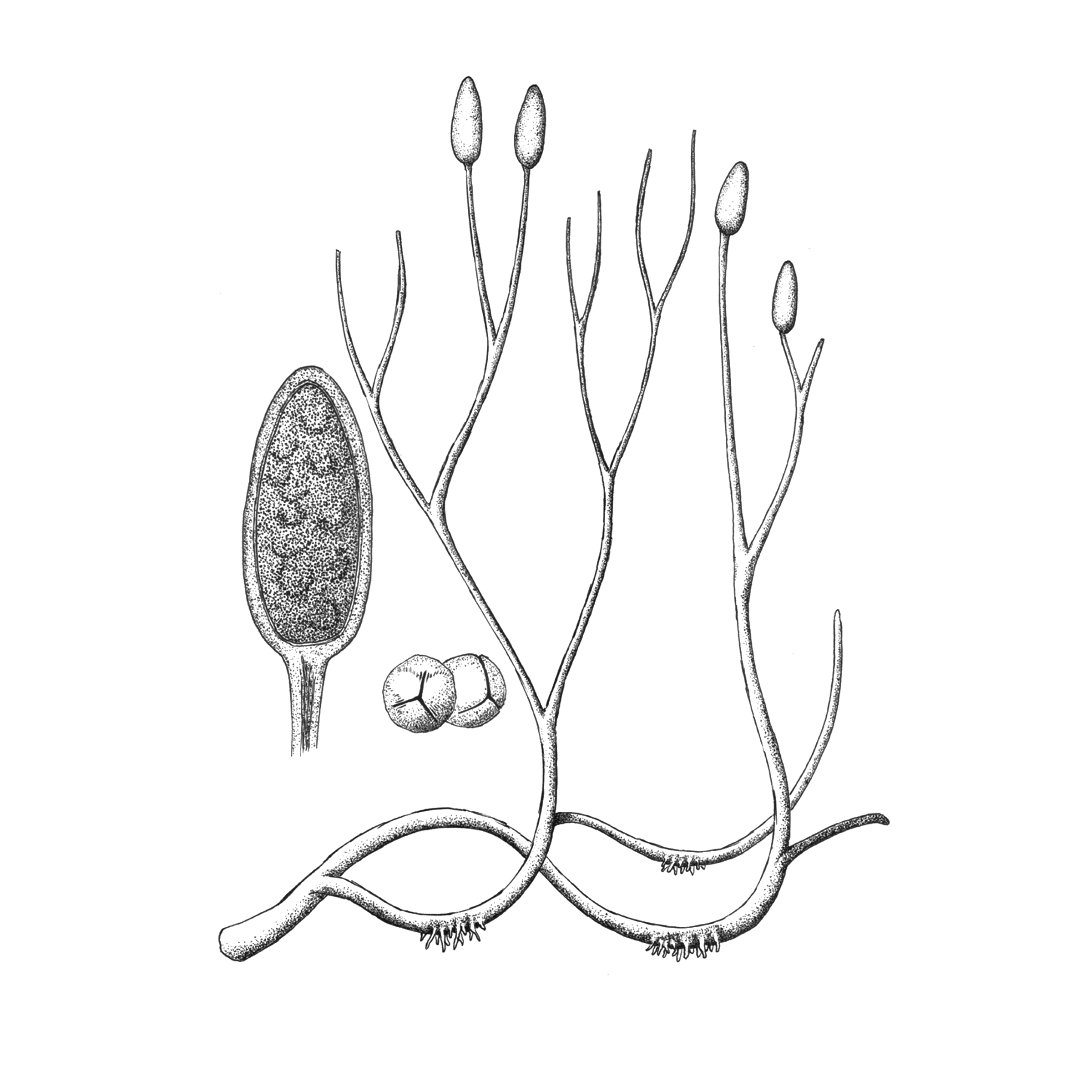 The Bryophyte Nomenclator — Classification
